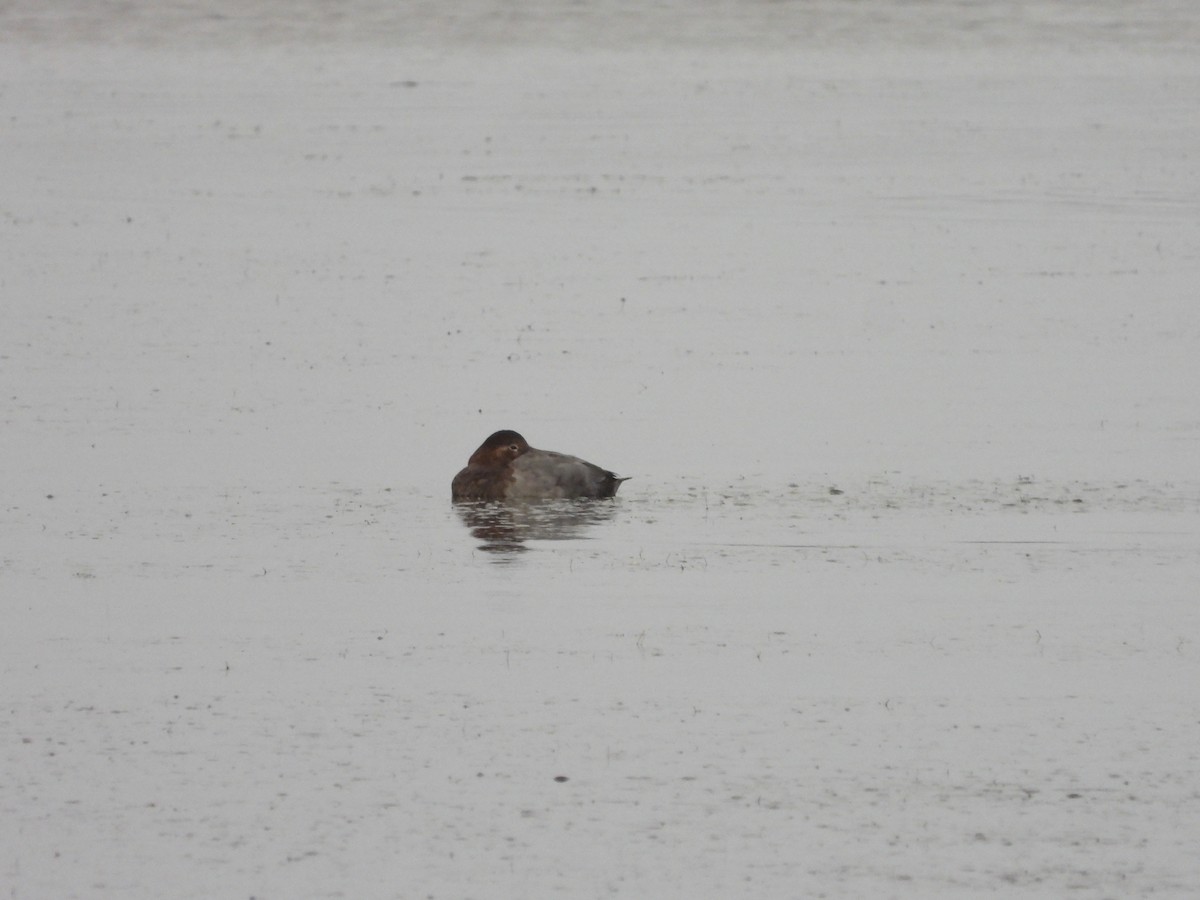 Common Pochard - ML646053178