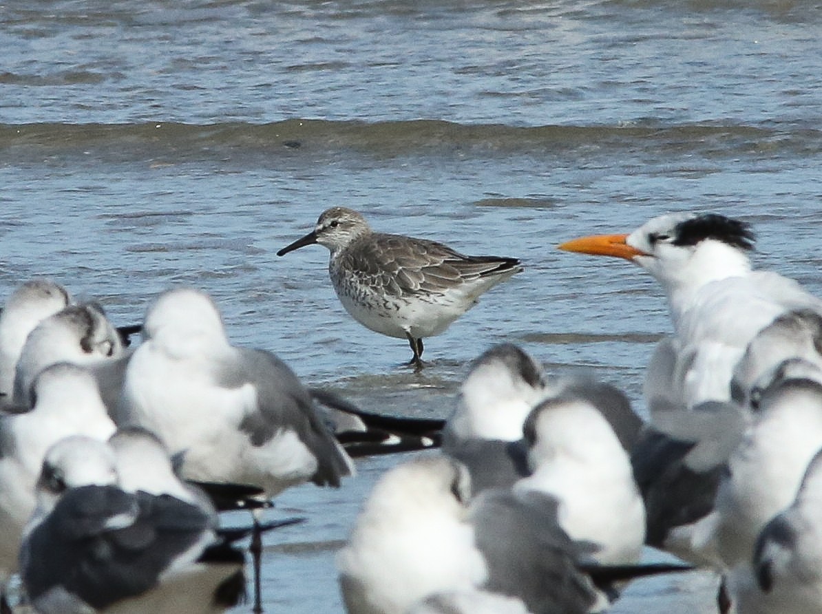 חופית להקנית - ML646053183