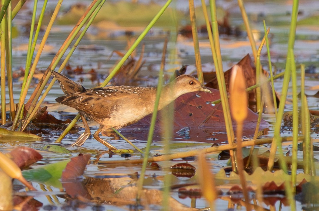 Schiribilla grigiata - ML646053186