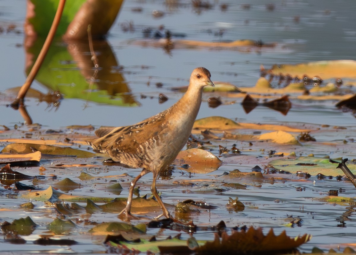 Schiribilla grigiata - ML646053187