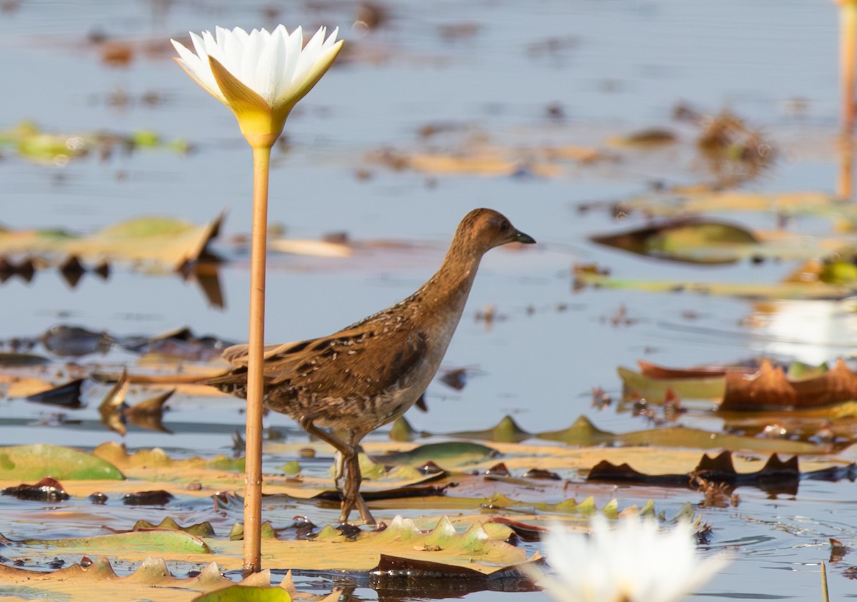 Schiribilla grigiata - ML646053188
