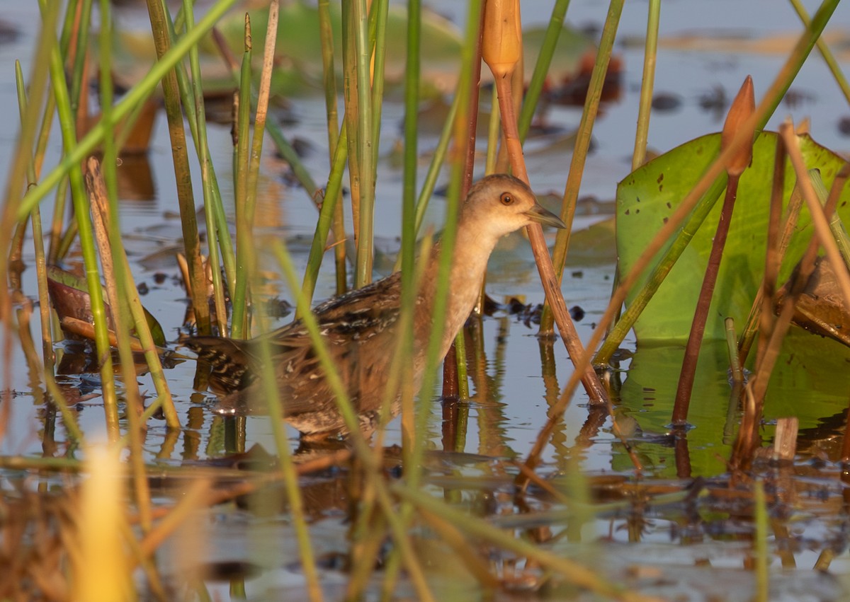 Schiribilla grigiata - ML646053189