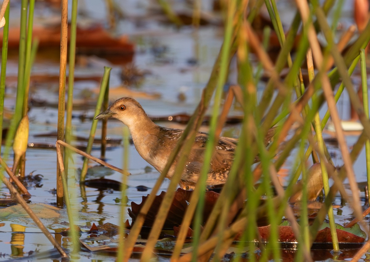 Schiribilla grigiata - ML646053190