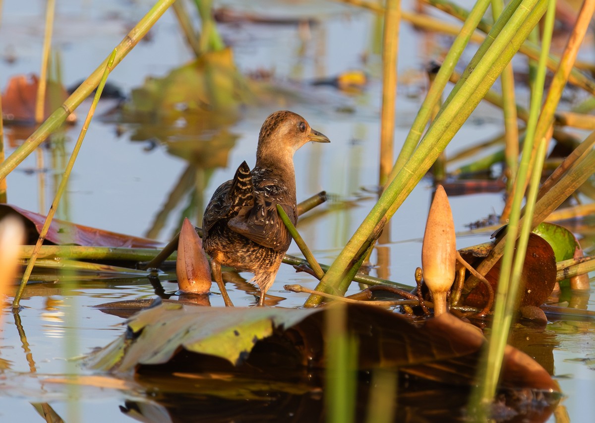 Schiribilla grigiata - ML646053191