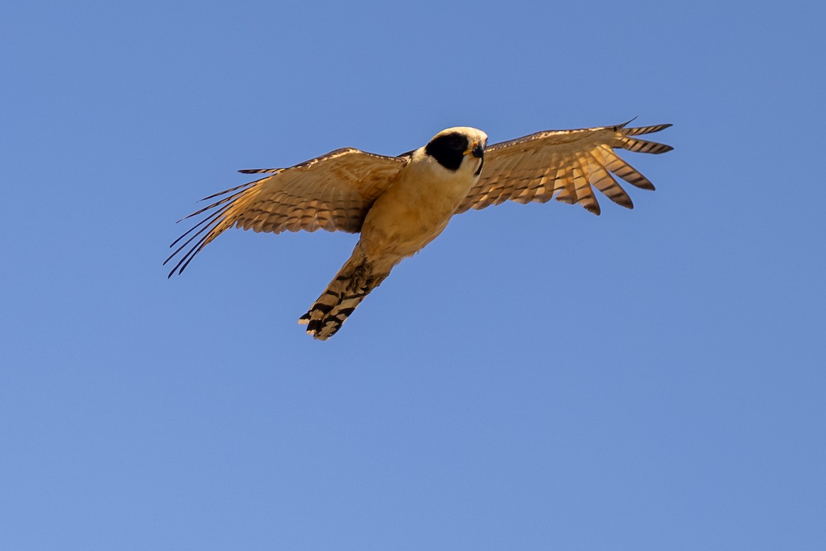 Laughing Falcon - ML646053193