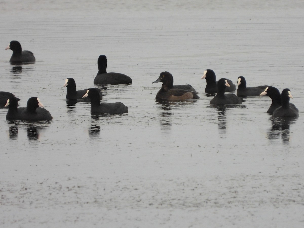 鳳頭潛鴨 - ML646053204