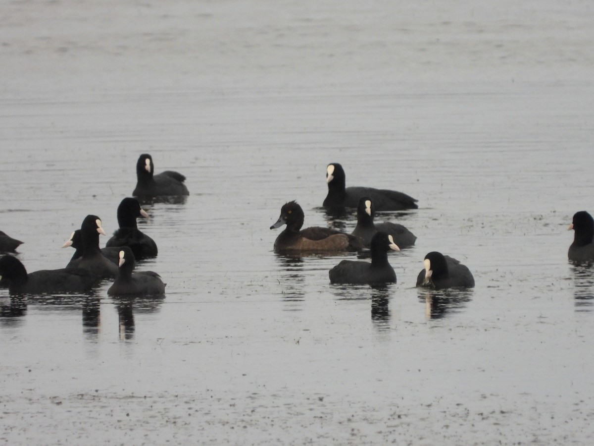 鳳頭潛鴨 - ML646053205