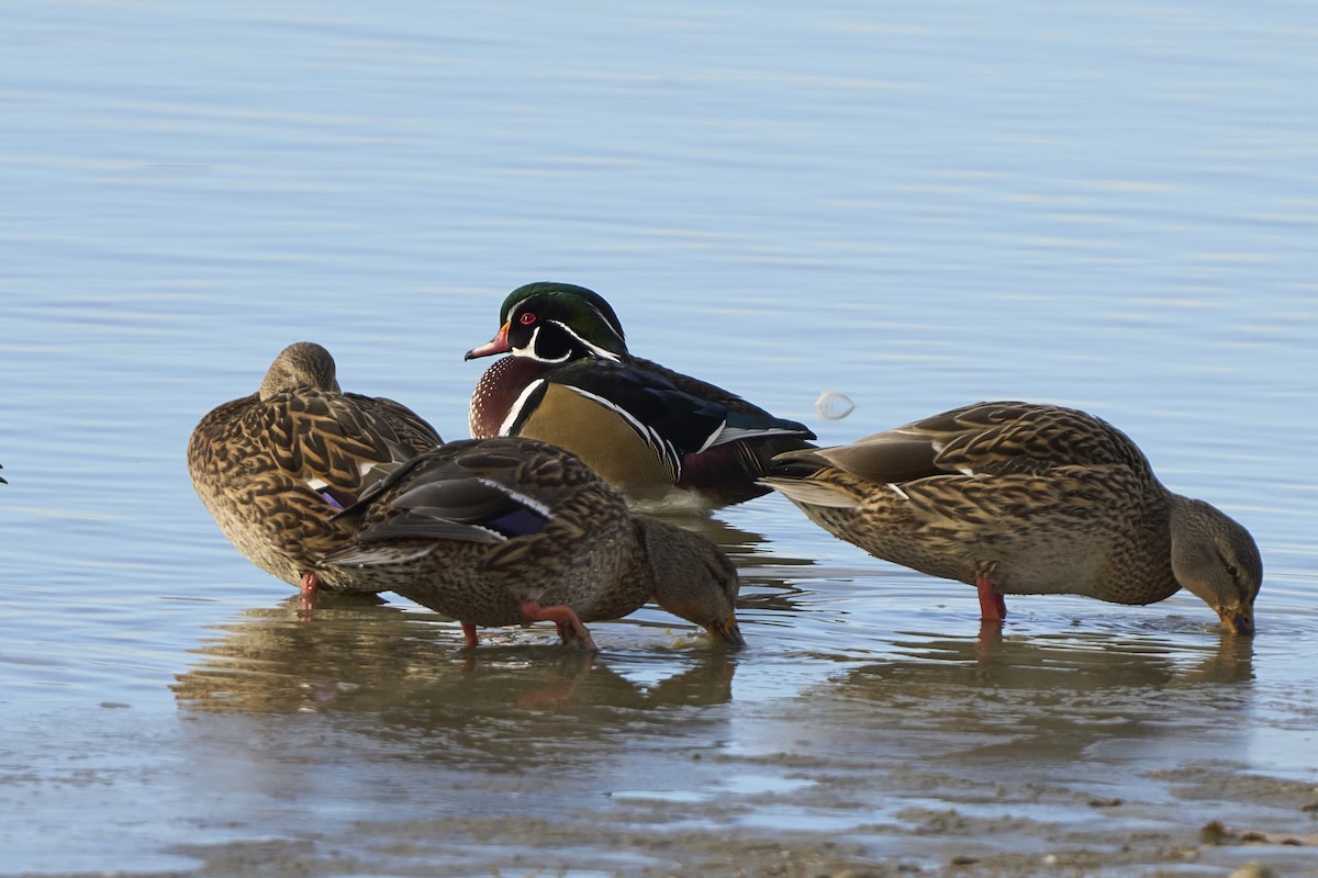 Wood Duck - ML646053208