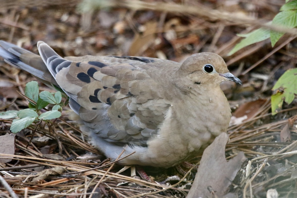 Mourning Dove - ML646053210