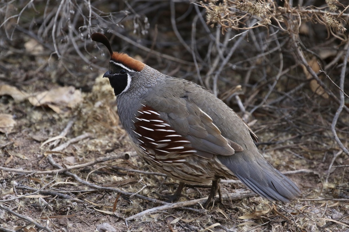 křepel čelenkový - ML646053212