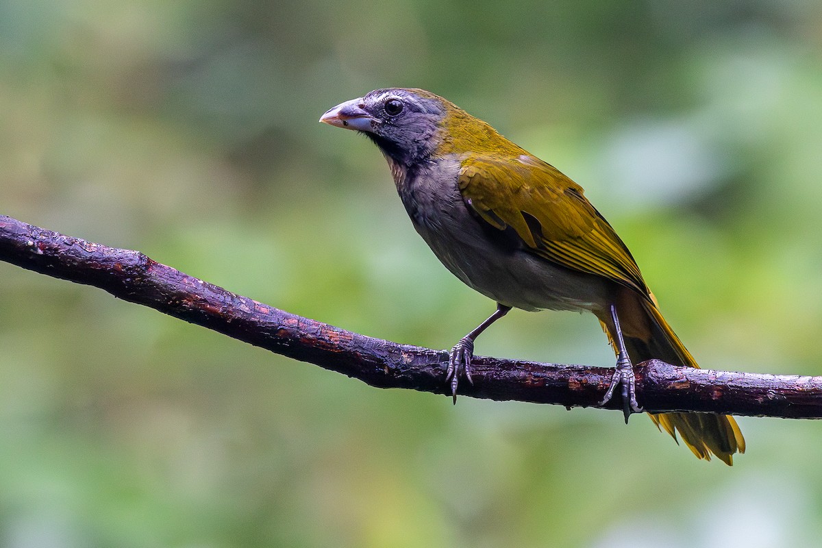 Buff-throated Saltator - ML646053220