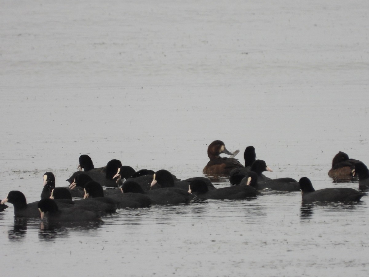 polák kaholka - ML646053223