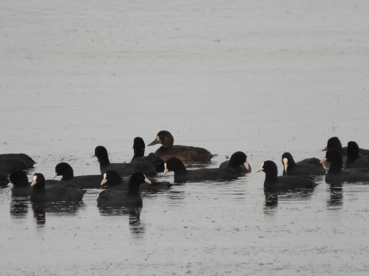 polák kaholka - ML646053224