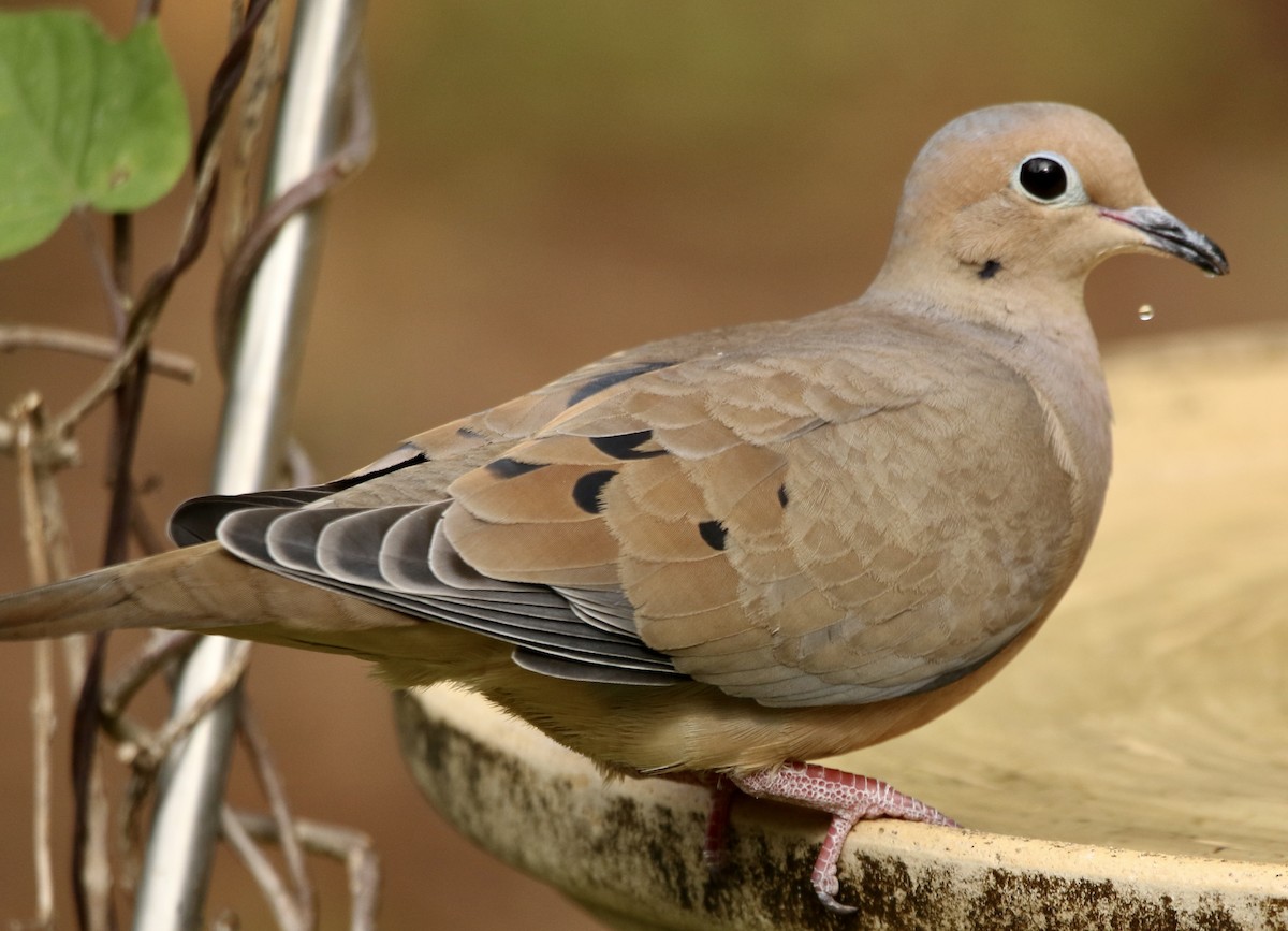 Mourning Dove - ML646053227