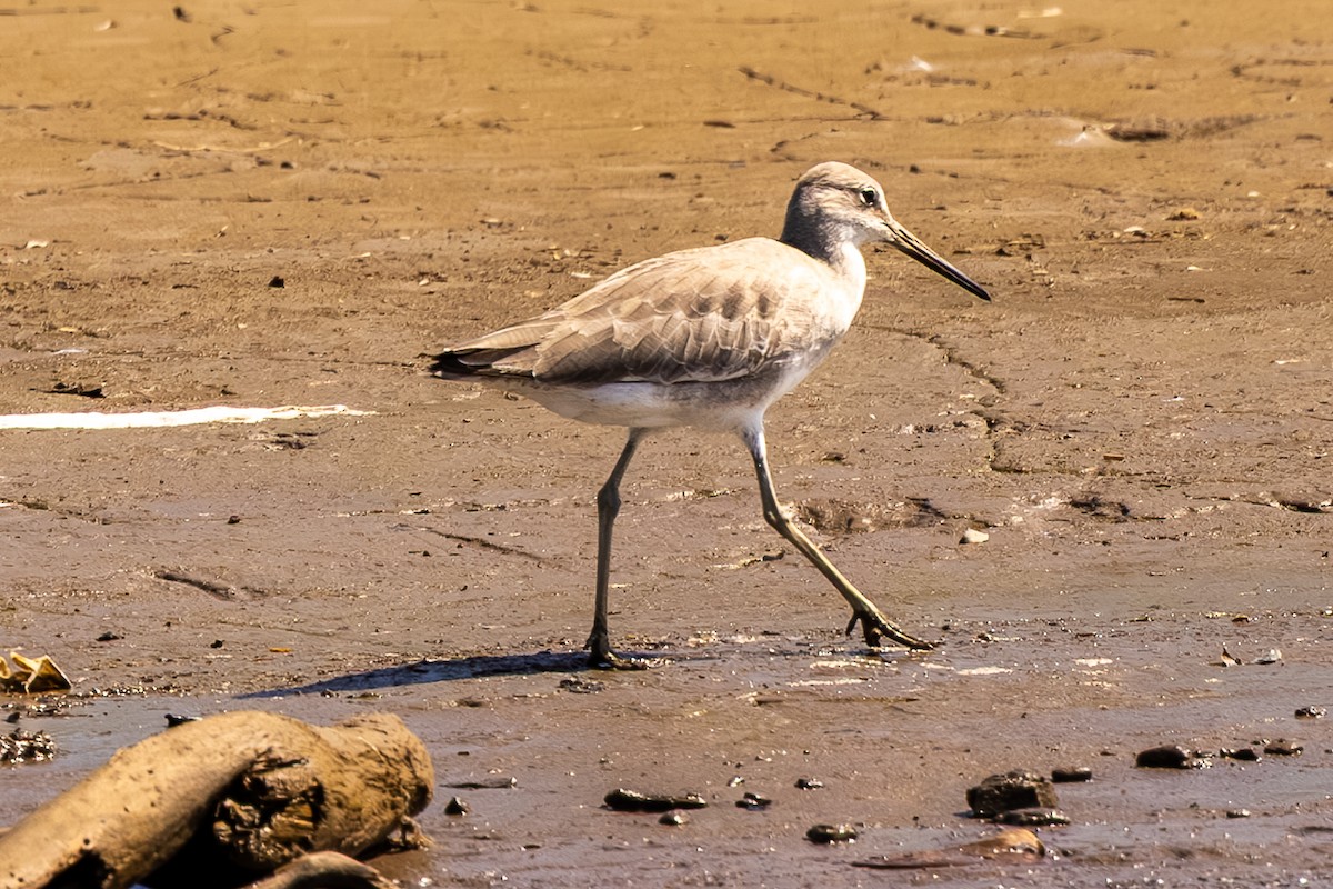 Willet - ML646053229