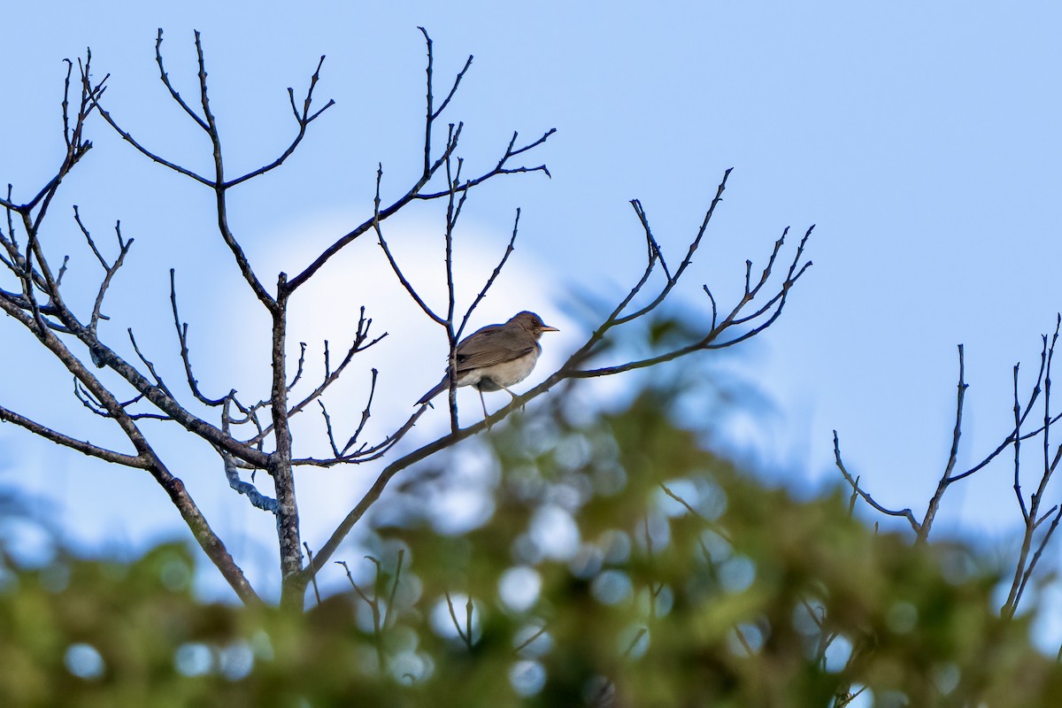 Creamy-bellied Thrush - ML646053234