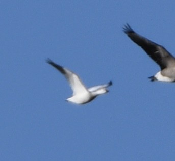 Ross's Goose - ML646053235