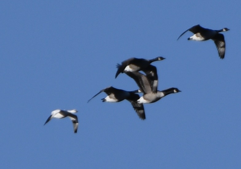 Ross's Goose - ML646053236