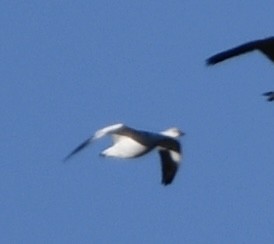 Ross's Goose - ML646053237