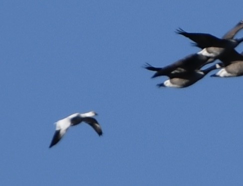 Ross's Goose - ML646053238