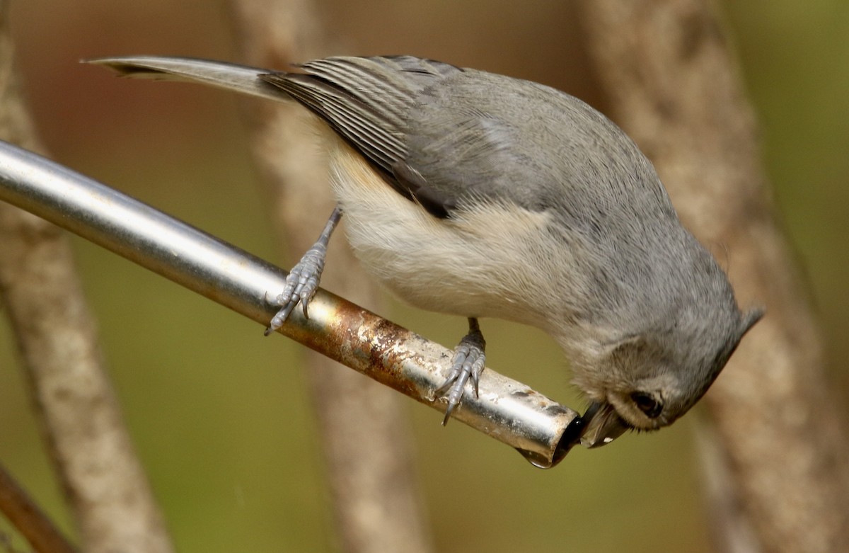 Tufted Titmouse - ML646053268