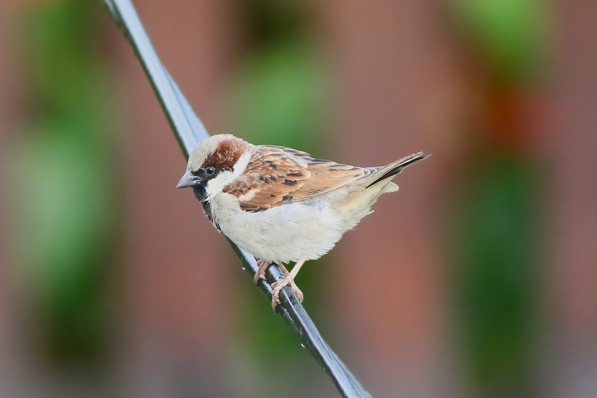 Gorrión Común - ML646053269