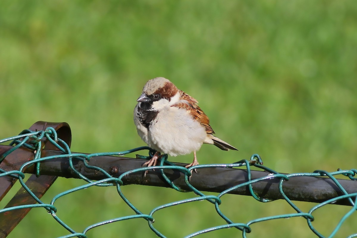 Gorrión Común - ML646053270