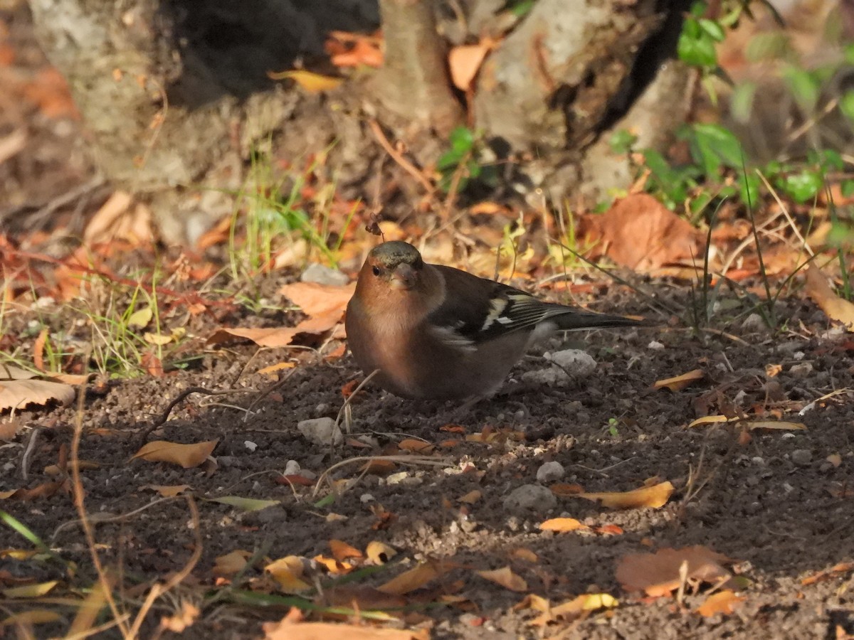 Txonta arrunta - ML646053272