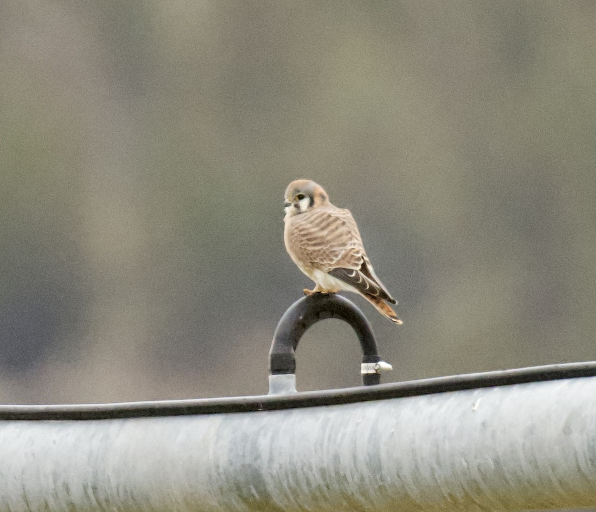 Belatz amerikarra - ML646053273