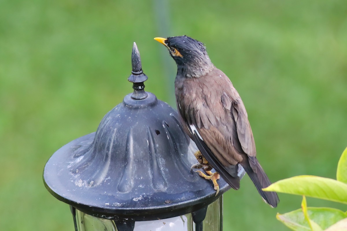 Hartxori tristea - ML646053274