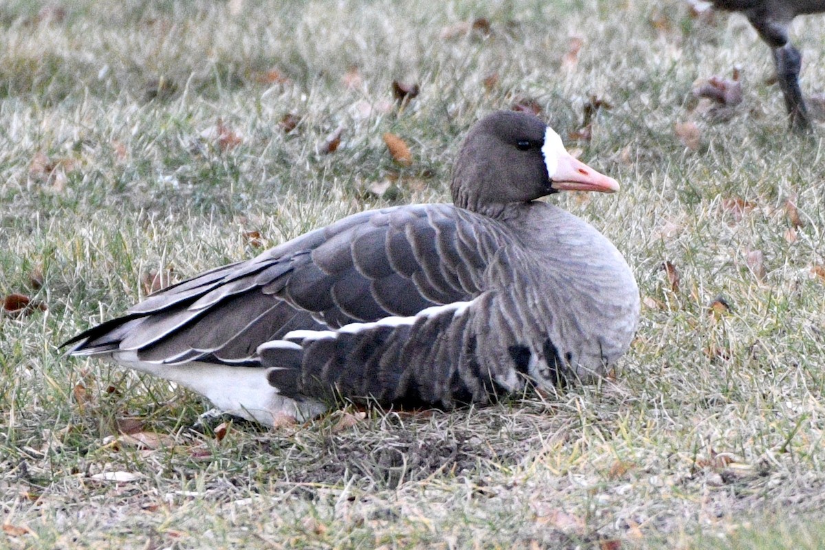 Greater White-fronted Goose - ML646053275