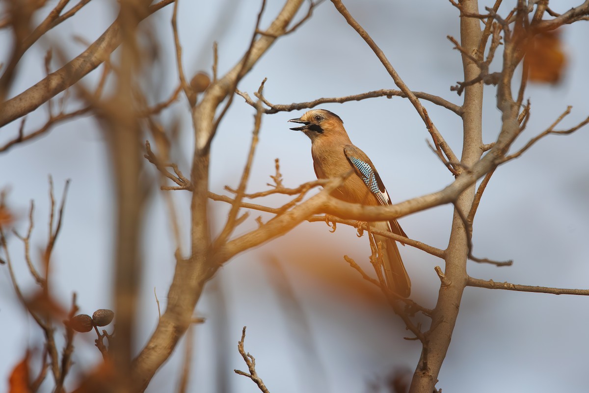 Eskinoso eurasiarra [atricapillus Taldekoa] - ML646053277