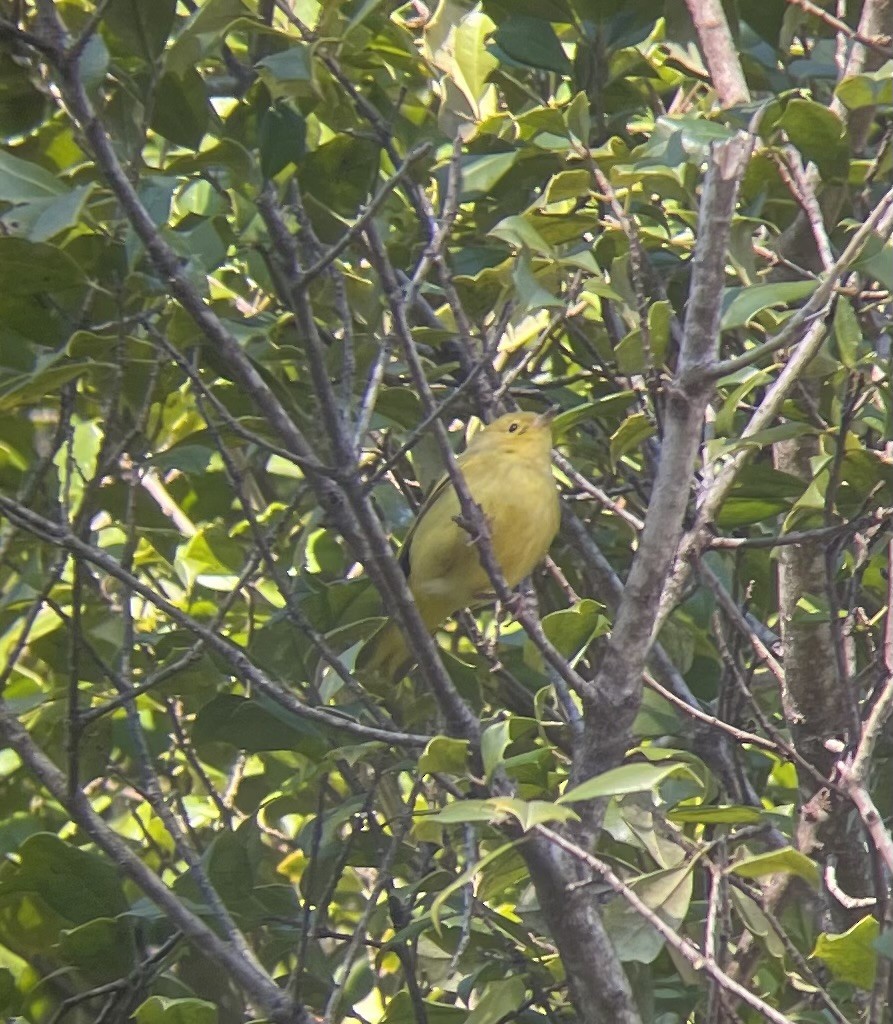 Northern Yellow Warbler - ML646053278