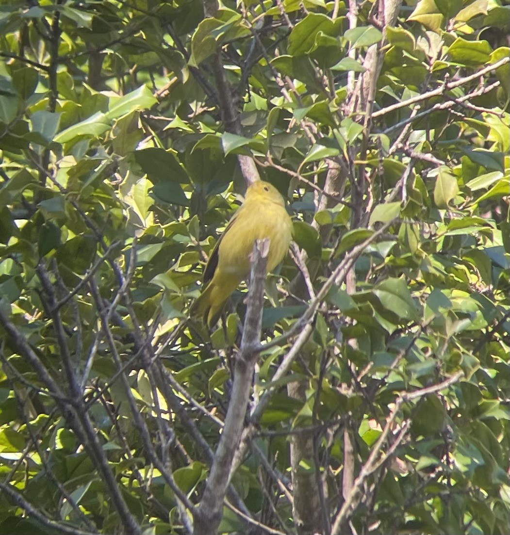 Northern Yellow Warbler - ML646053279