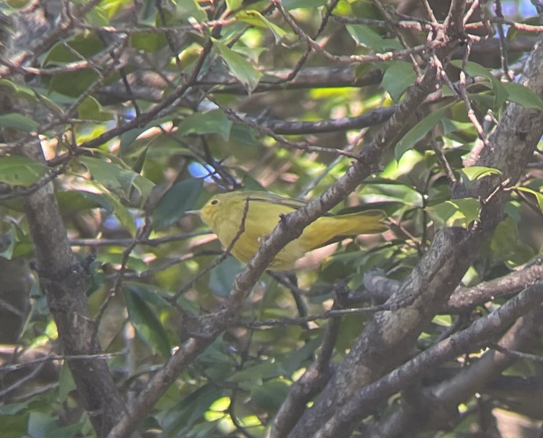 Northern Yellow Warbler - ML646053280