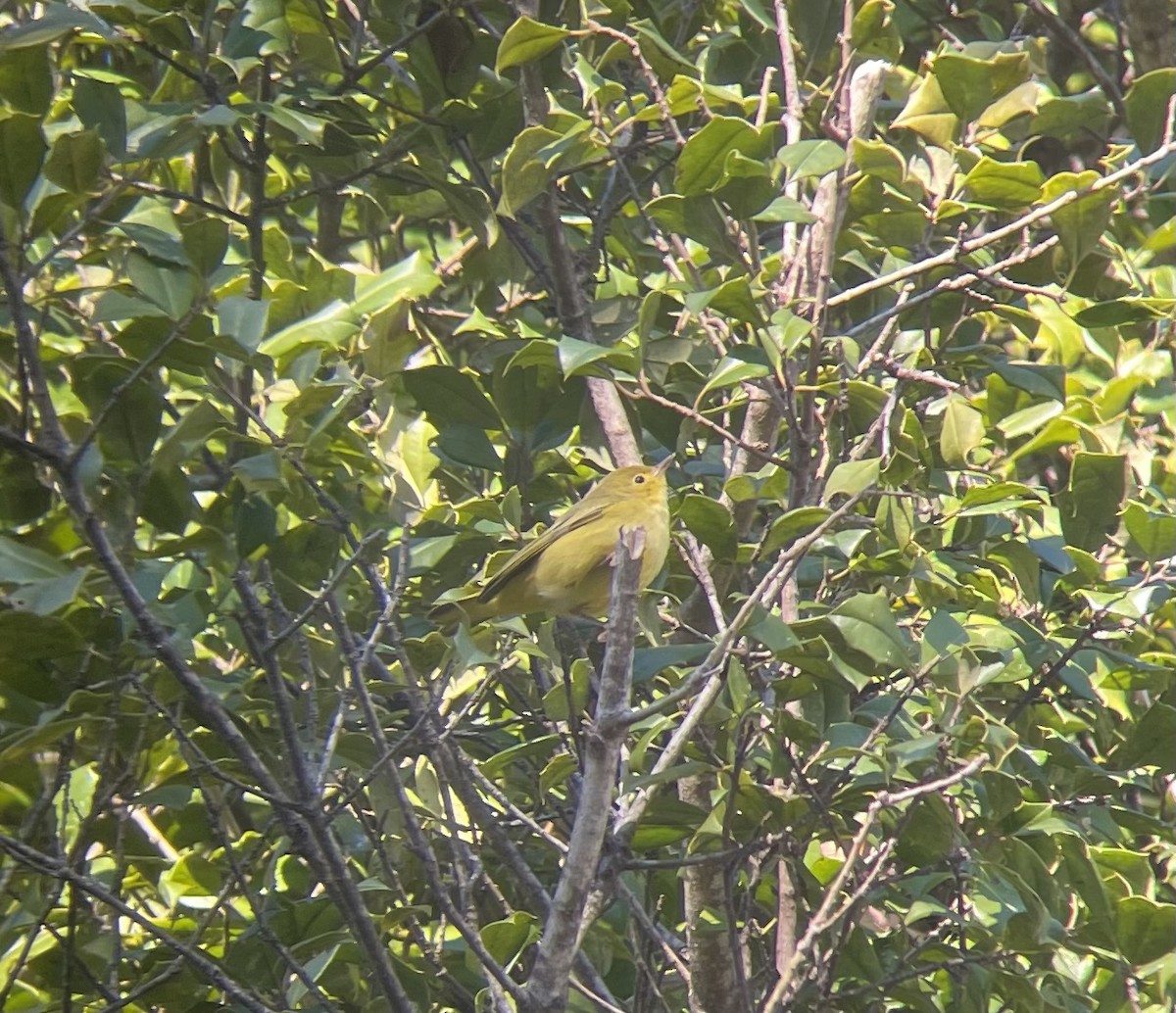 Northern Yellow Warbler - ML646053281