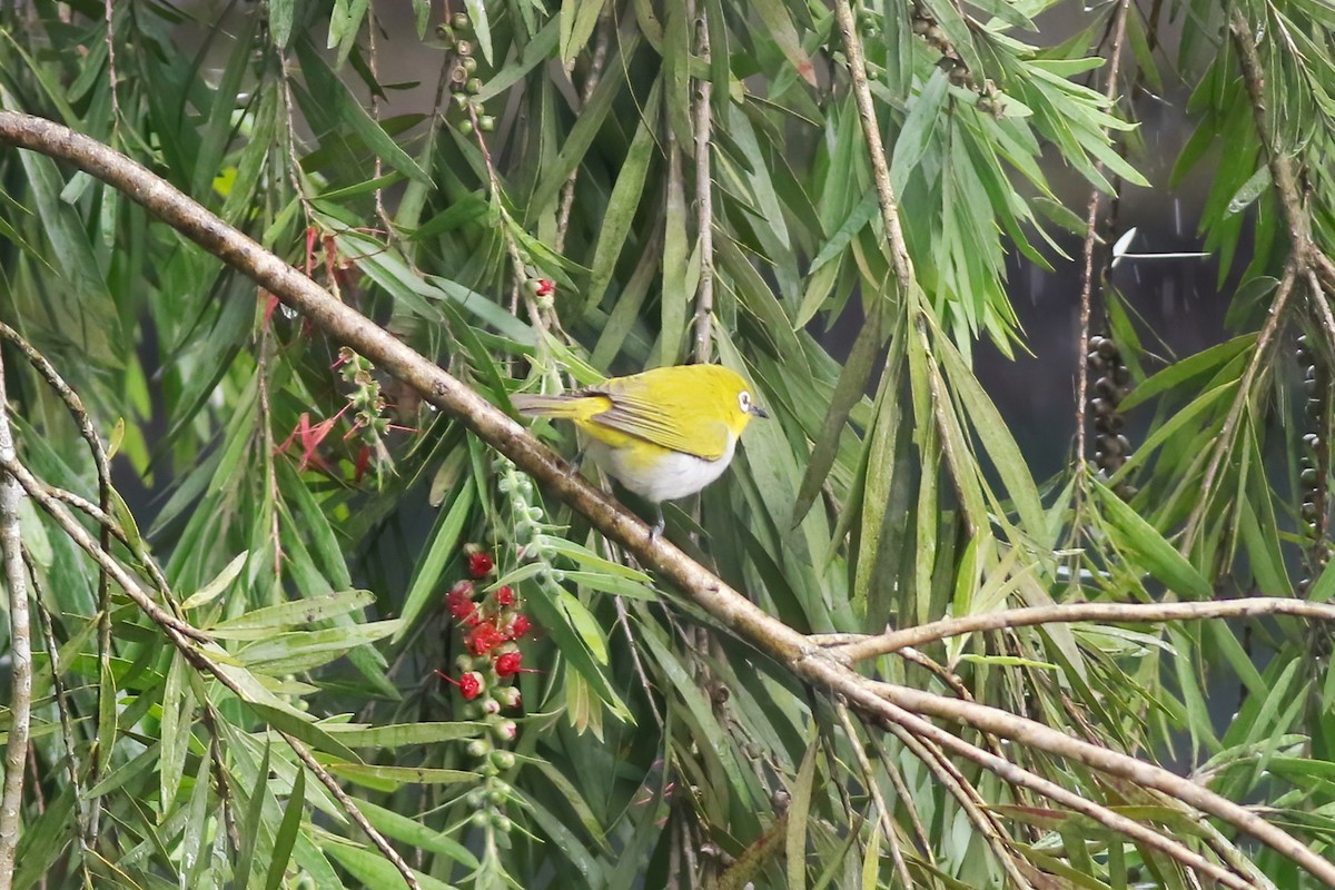 Begizuri indiarra - ML646053282