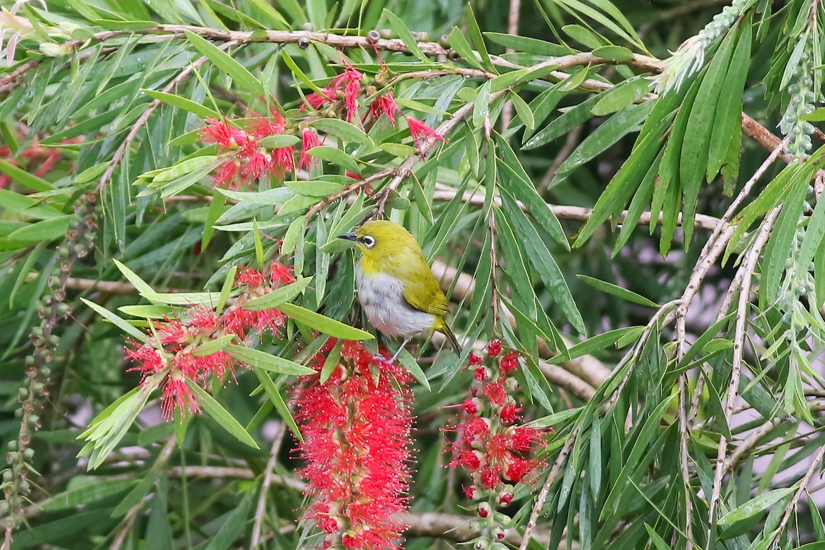 Begizuri indiarra - ML646053283
