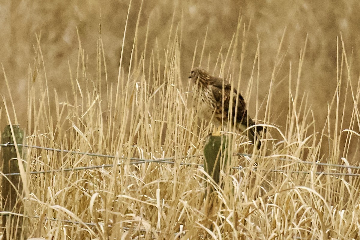 Mirotz zuri iparramerikarra - ML646053284