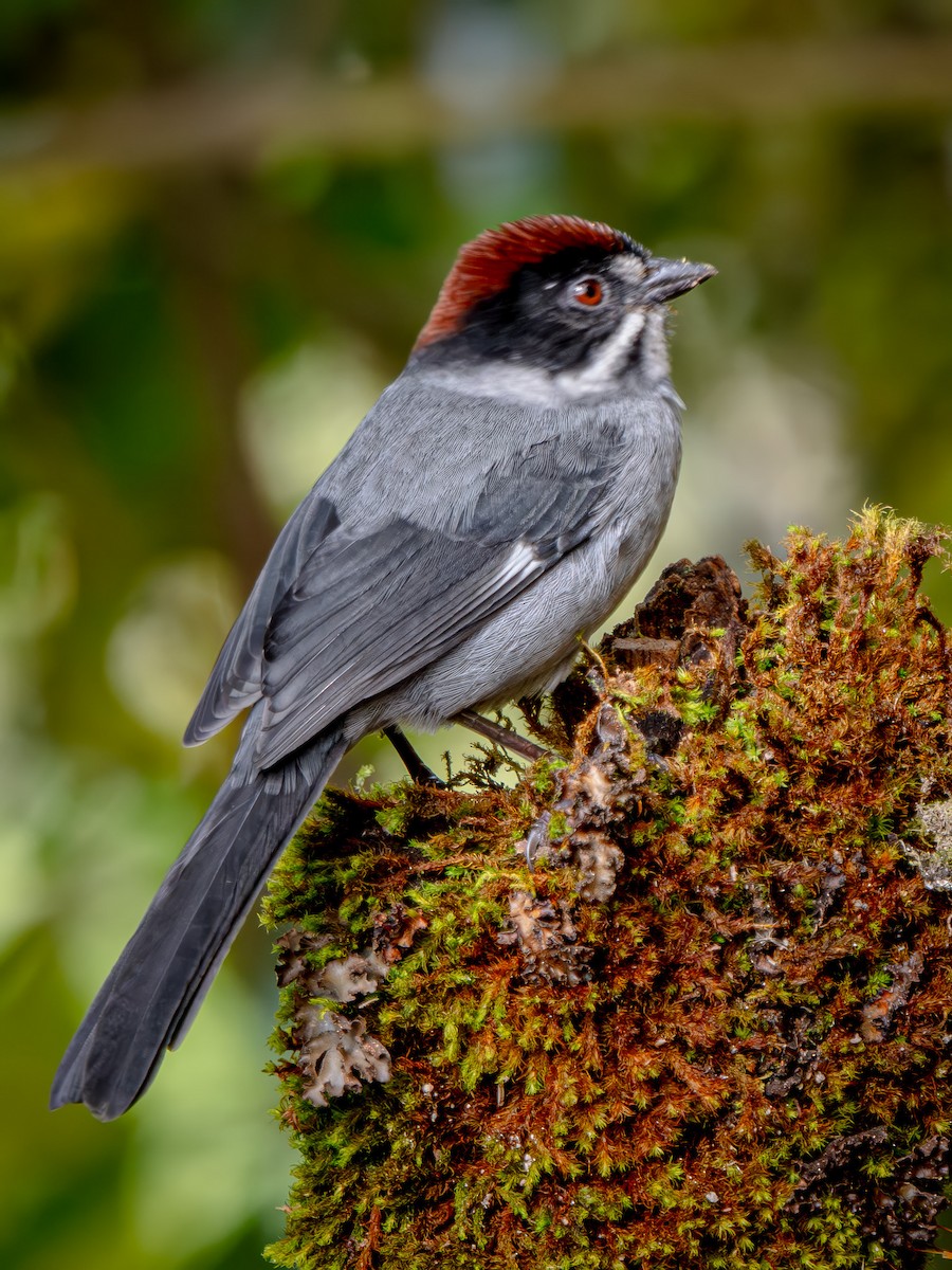 Northern Slaty Brushfinch - ML646053285
