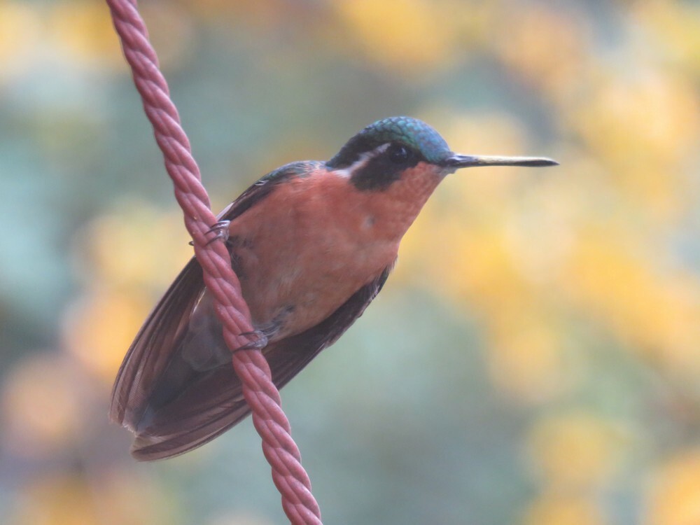 White-throated Mountain-gem - ML646053286