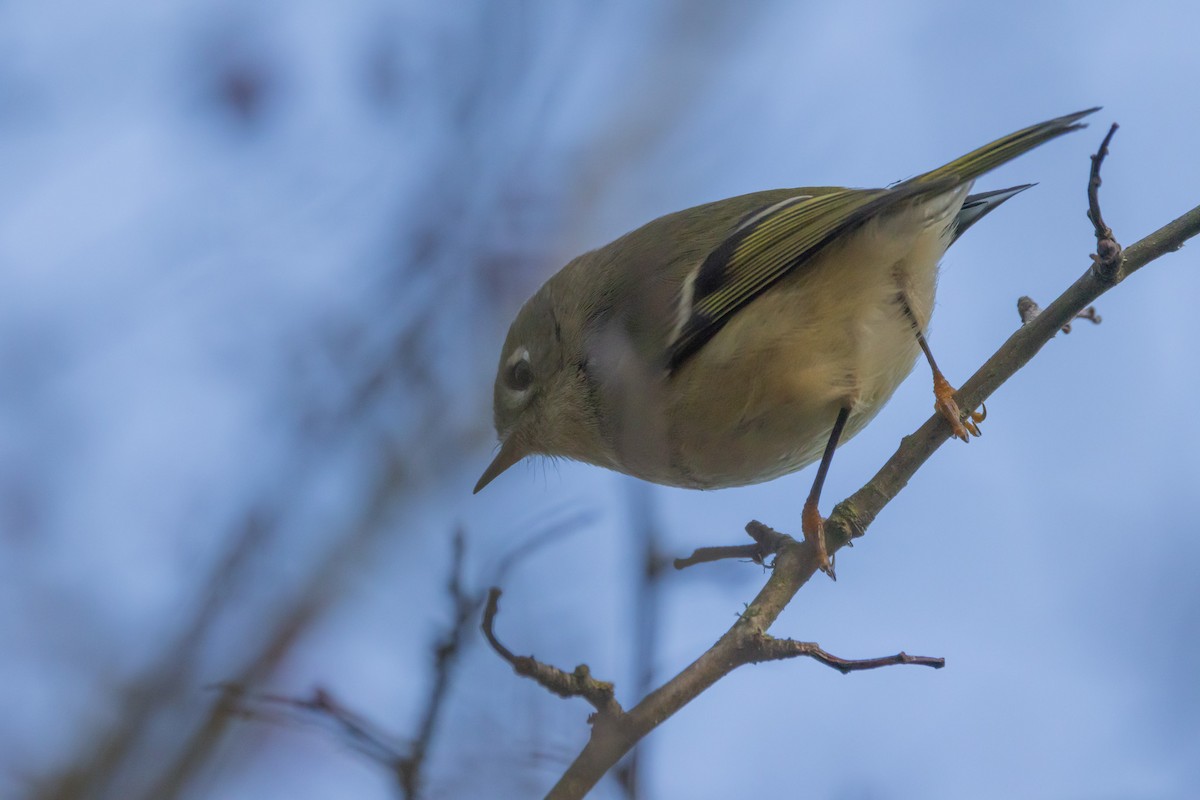 Erregetxo mottogorria - ML646053288