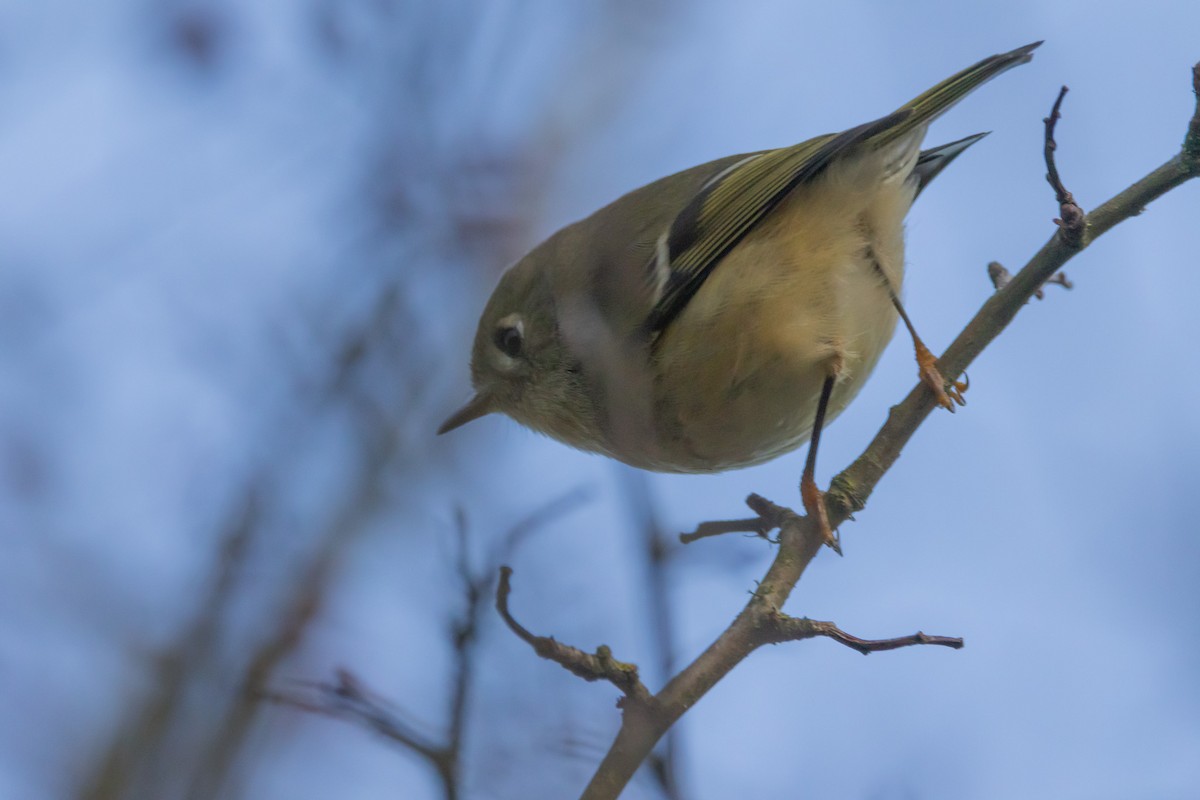 Erregetxo mottogorria - ML646053289