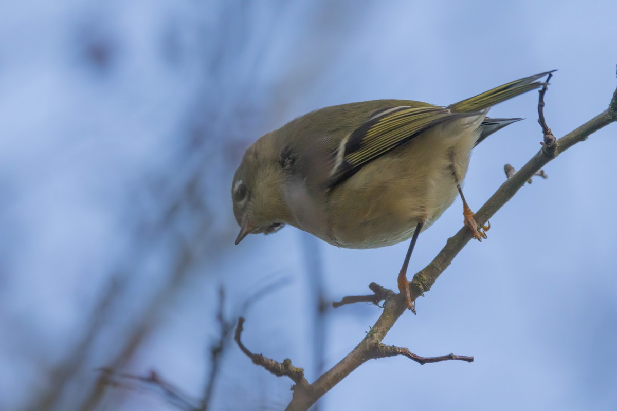 Erregetxo mottogorria - ML646053290