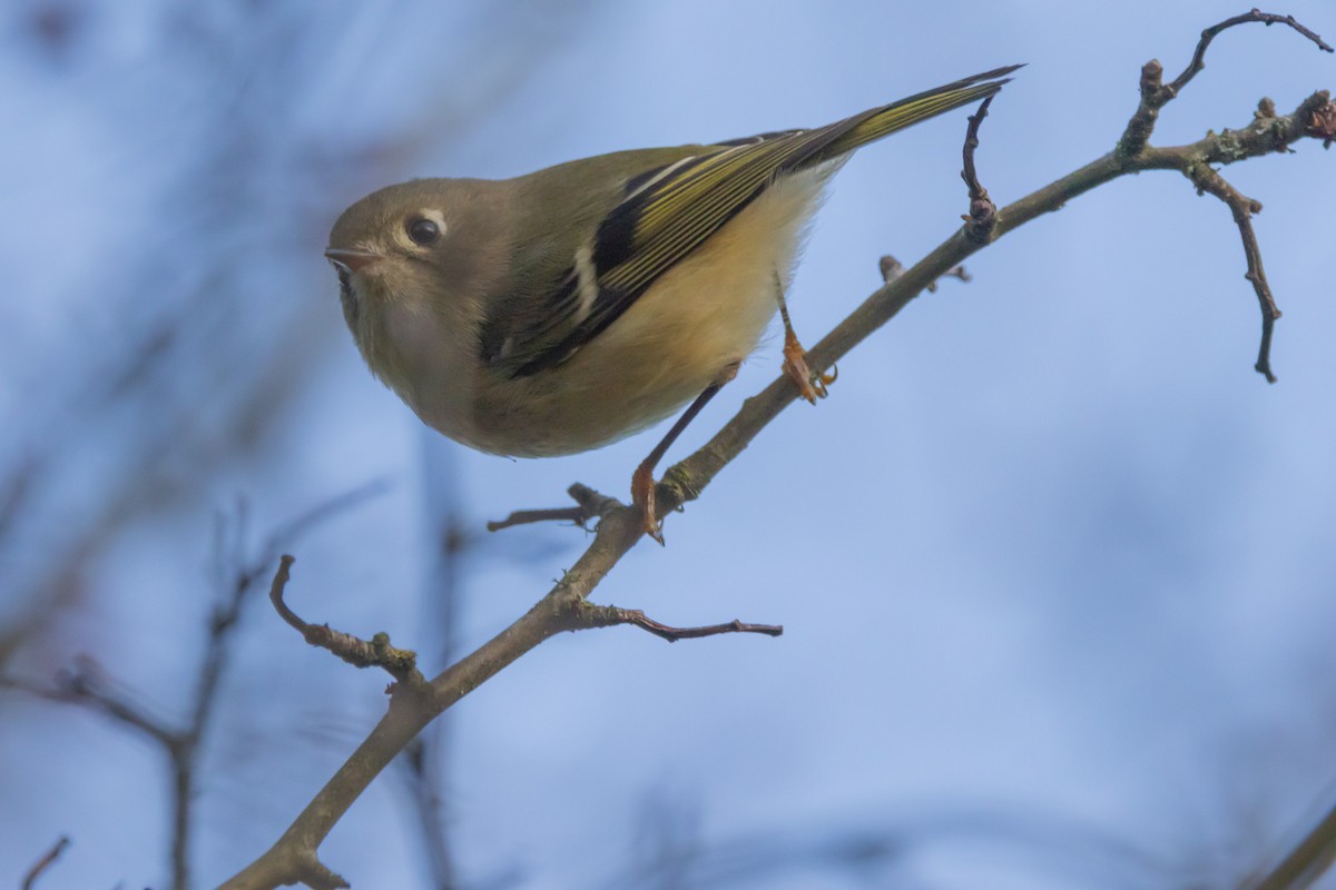 Erregetxo mottogorria - ML646053291