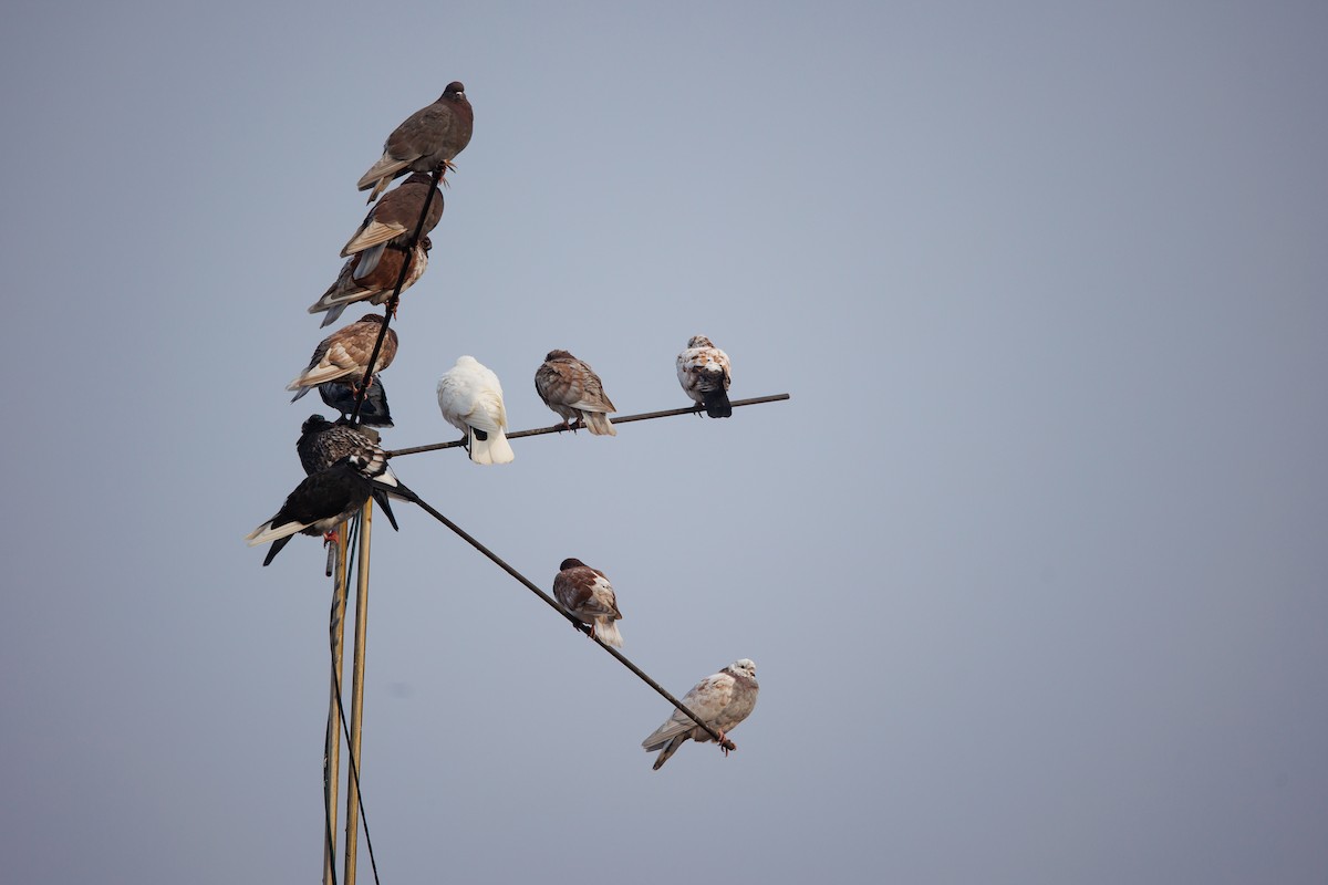 Haitz-usoa (etxekoa) - ML646053293