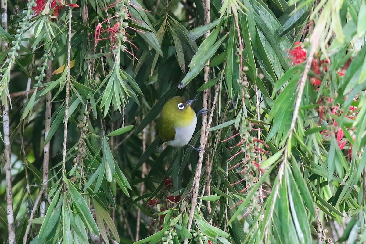 Begizuri zeilandarra - ML646053295