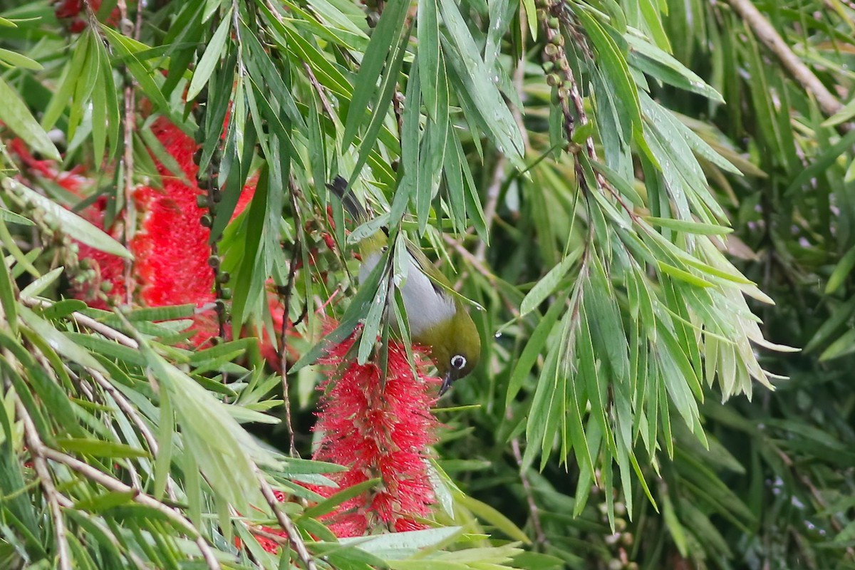 Begizuri zeilandarra - ML646053296