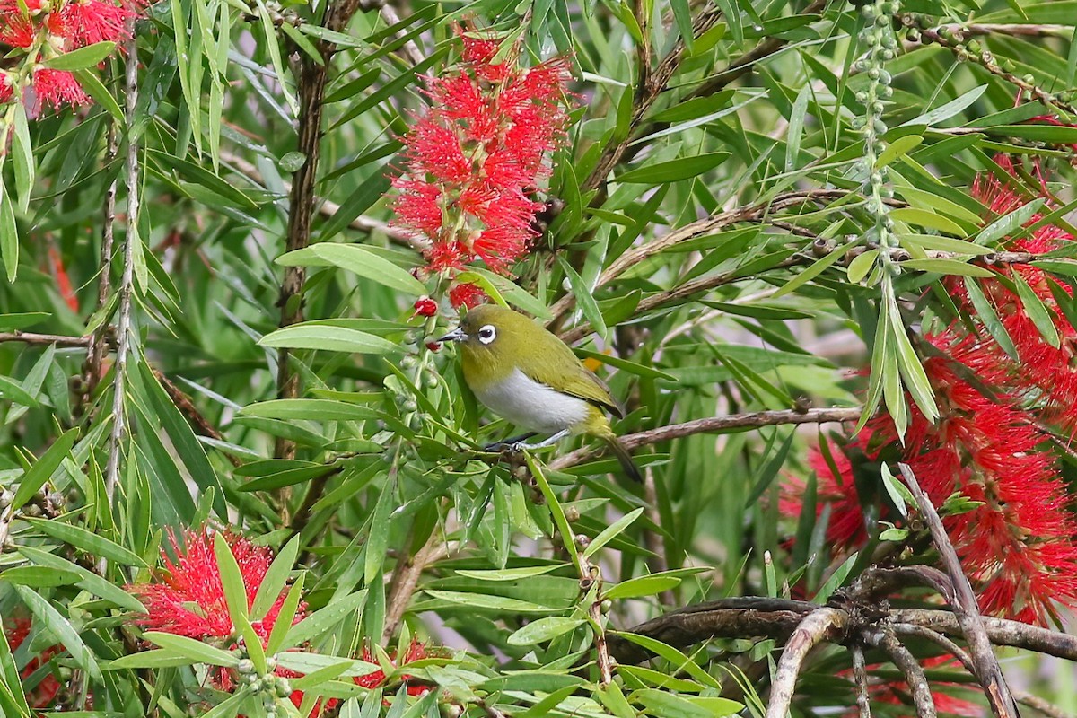 Begizuri zeilandarra - ML646053297