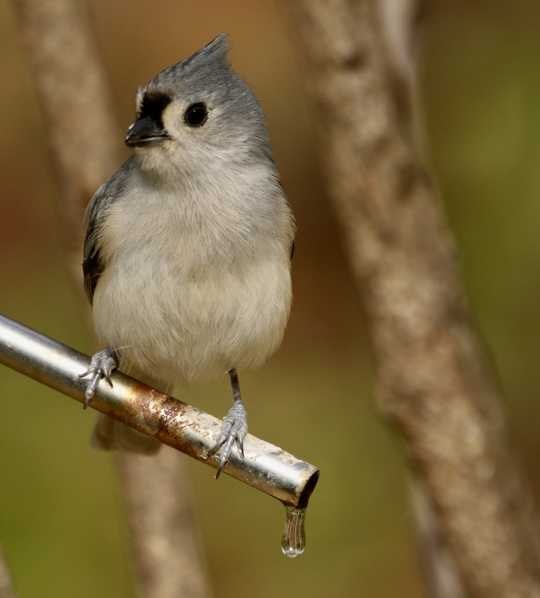Tufted Titmouse - ML646053298